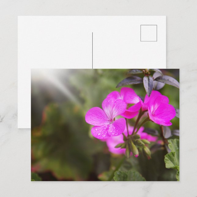 Cartão Postal Lindas flores de primavera (Frente/Verso)