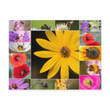 Lindas flores para primavera e sentimentos de verã