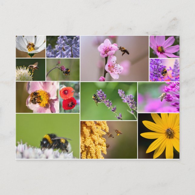 Cartão Postal Lindas flores para primavera e sentimentos de verã (Frente)