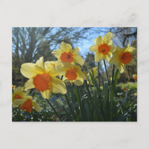 Cartão Postal Lindas flores primavera amarelas, daffodilas laran