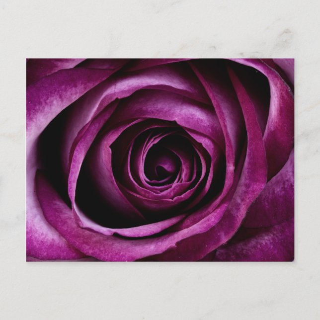Cartão Postal Lindas Petais de Flores Rosa roxas, Presentes Meni (Frente)