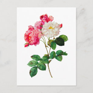 Cartão Postal Lindas Rosas Brancas e Rosa, de Redoute