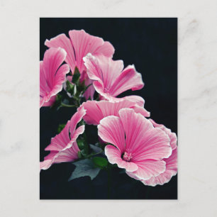 Cartão Postal Lindas Rosas Malva Rosa Jardim Flores