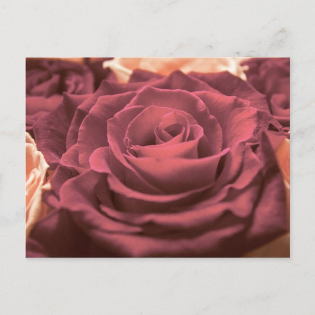 Cartão Postal Lindas rosas vermelhas rosa flores fotoromânticas (Frente)
