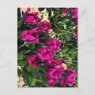Cartão Postal Lindas Tulipas