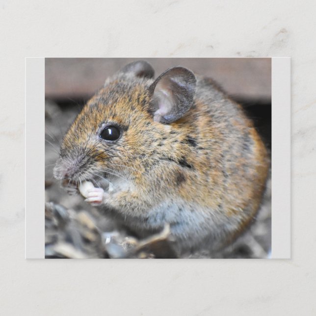 Cartão Postal Lindíssimo Pequeno Rato  (Frente)