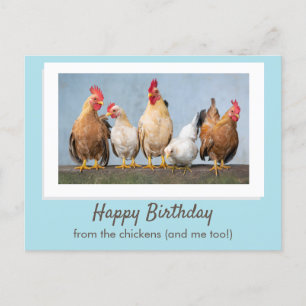 Cartão Postal Lindo Azul Feliz Aniversário Dos Frangos