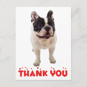 Cartão Postal Lindo Bulldog Francês Obrigado Frenchie Cachorrinh