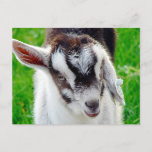 Cartão Postal Lindo Cabrito