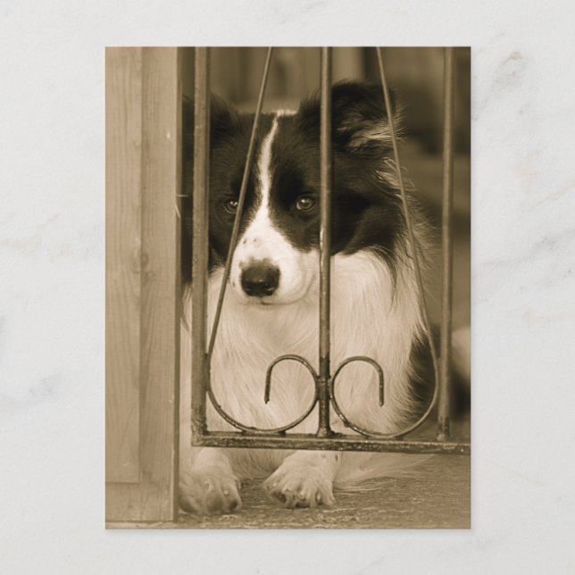Cartão Postal Lindo cão Border Collie (Frente)