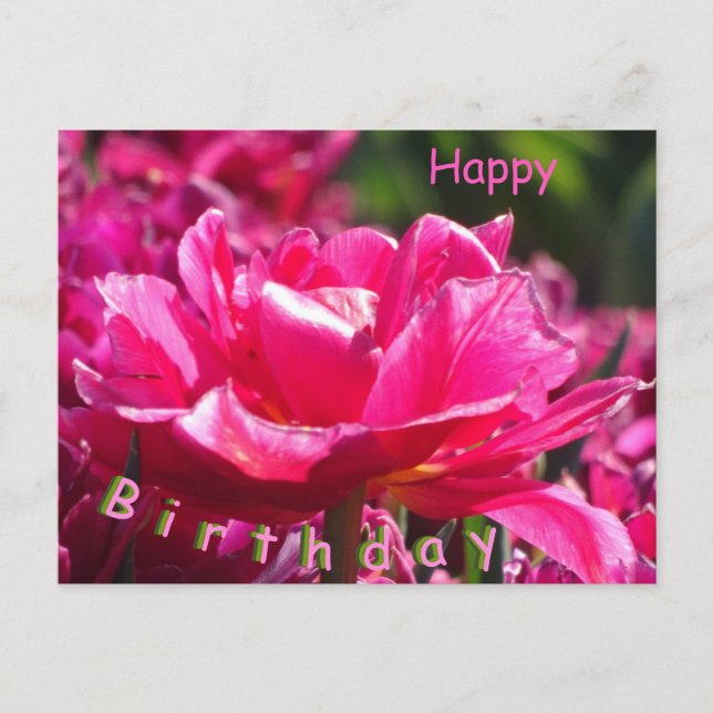 Cartão Postal Lindo cartão-postal de aniversário com tulipa rosa (Frente)