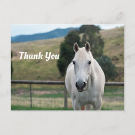 Cartão Postal Lindo Cavalo Branco Appaloosa Foto Obrigado
