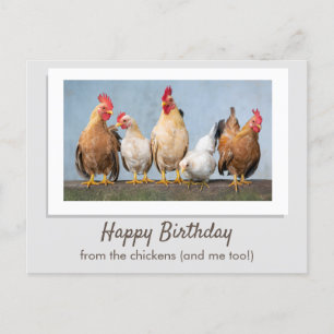 Cartão Postal Lindo Cinza Feliz Aniversário Dos Frangos