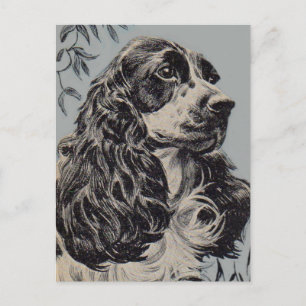 Cartão Postal lindo cocker spaniel