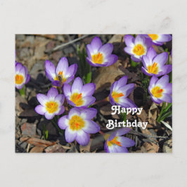 Cartão Postal Lindo Crocus Floral Roxo Foto Aniversário