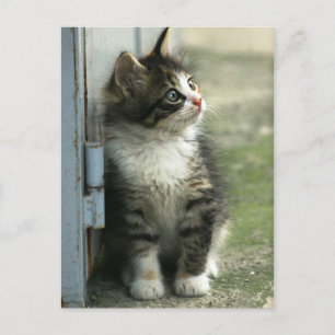 Cartão Postal Lindo design de gatinho tabby - tão fofo!