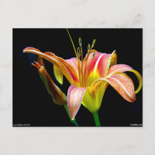 Cartão Postal Lindo Dia de Lírio II Vestuário e Presentes