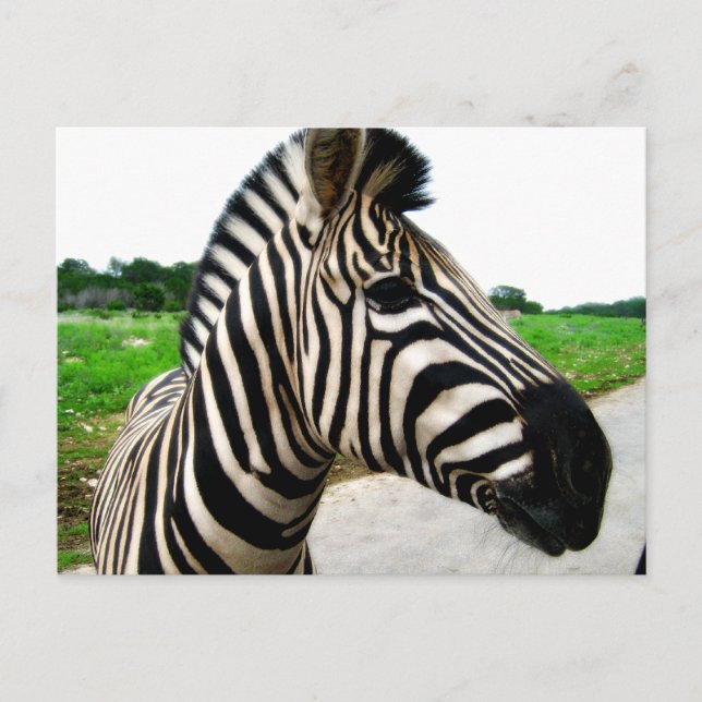 Cartão Postal Lindo Fotografia Zebra (Frente)