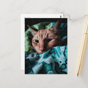 Cartão Postal Lindo Gatinho Tabby Ruivo Fofo