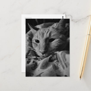 Cartão Postal Lindo Gatinho Tabby Ruivo Fofo Preto e Branco