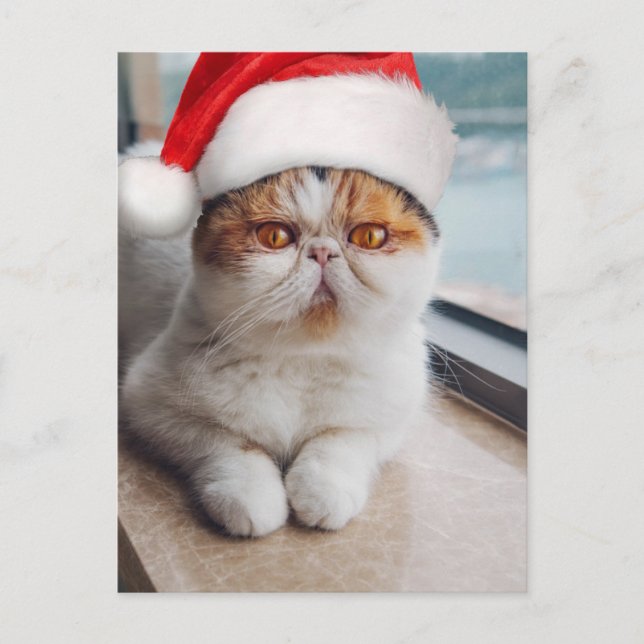 Cartão Postal Lindo gato persa com chapéu do Papai Noel (Frente)