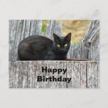 Lindo Gato Preto Log Foto Aniversário