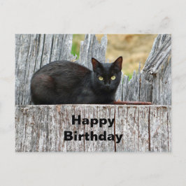 Cartão Postal Lindo Gato Preto Log Foto Aniversário