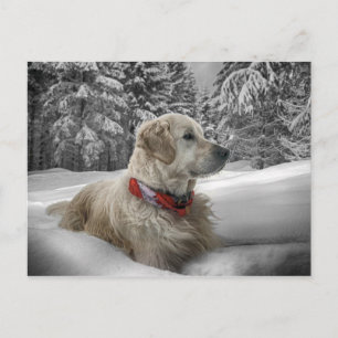 Cartão Postal Lindo Golden Retriever na neve