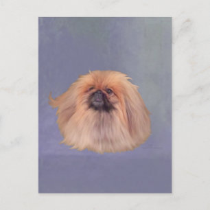 Cartão Postal Lindo Pekingese