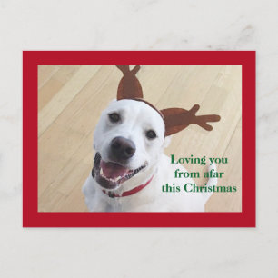Cartão Postal Lindo Rena Branco Sorridente Cachorro Vermelho Nat