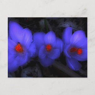 Cartão Postal Lindos Blooms de Crocus Roxo
