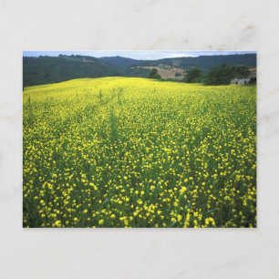 Cartão Postal Lindos campos cobertos de flores amarelas em San
