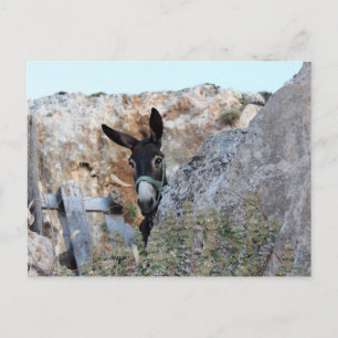 Cartão Postal Lindos Donkey