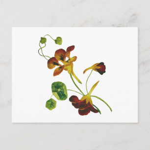 Cartão Postal Lindos e coloridos nastúrbios bordados