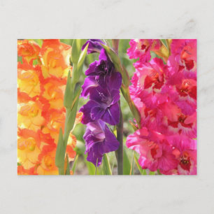 Cartão Postal Lindos Gladiolus Blooms