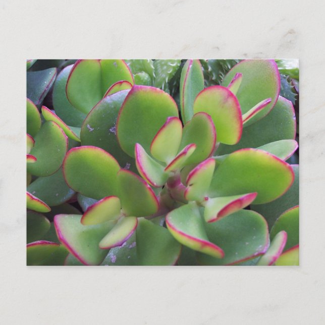 Cartão Postal Lindos Jardins de Oxnard pela praia... (Frente)