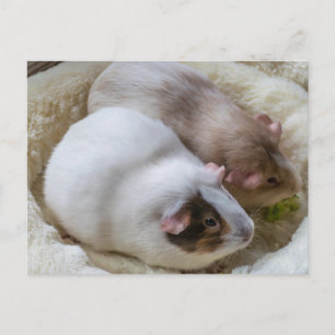 Cartão Postal Lindos porquinhos-da-índia visualizam cartão-posta