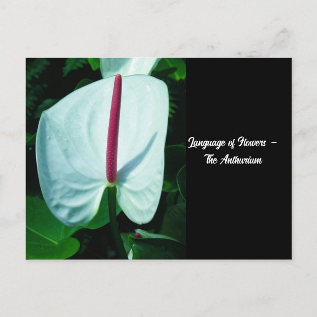 Cartão Postal Língua das flores - Anthurium (Frente)