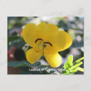 Cartão Postal Língua das flores: Cassia