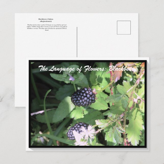 Cartão Postal Língua das flores do Blackberry (Frente/Verso)