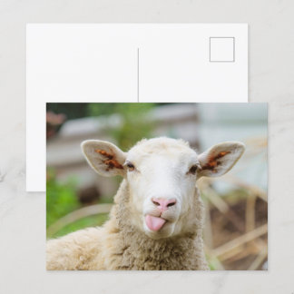 Cartão Postal Língua do espetáculo de ovelhas