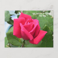 Linguagem das Flores Rosa Rosa