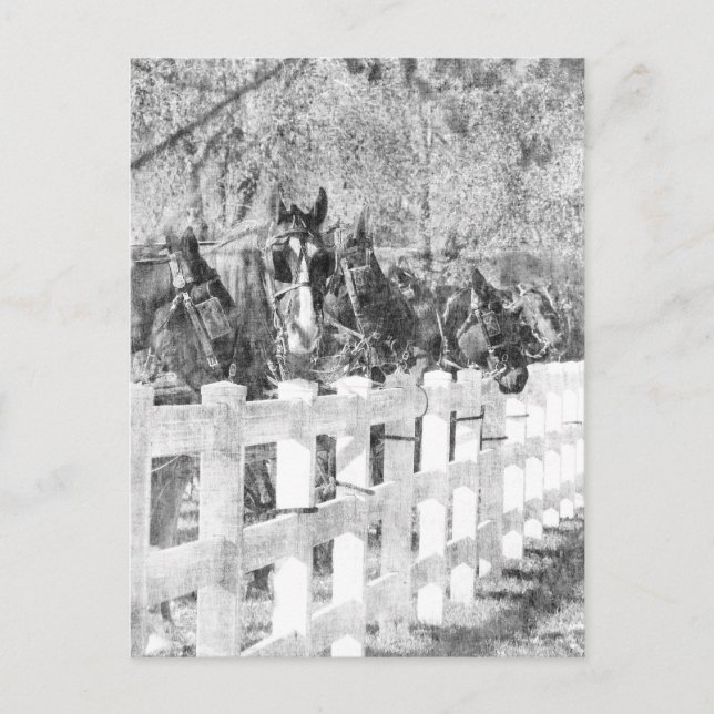 Cartão Postal Linha Amish Cavalos Pretos e Brancos (Frente)