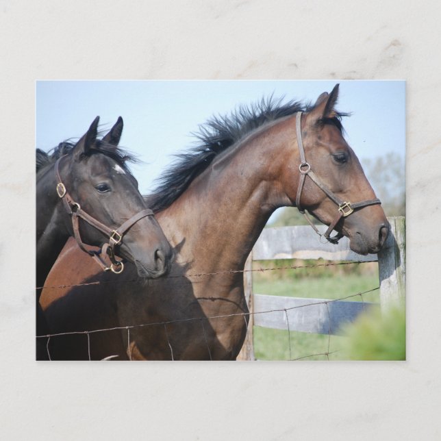 Cartão Postal Linha de Acabamento de Corrida de Cavalo (Frente)