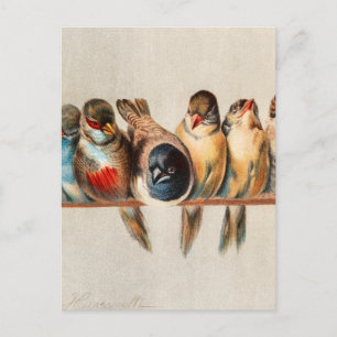Cartão Postal Linha de aves e pomba