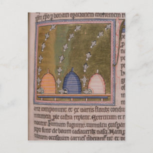 Cartão Postal Linhas curvadas do bestiário três