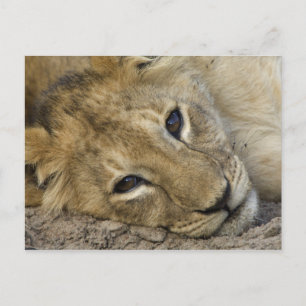 Cartão Postal Lion Baby