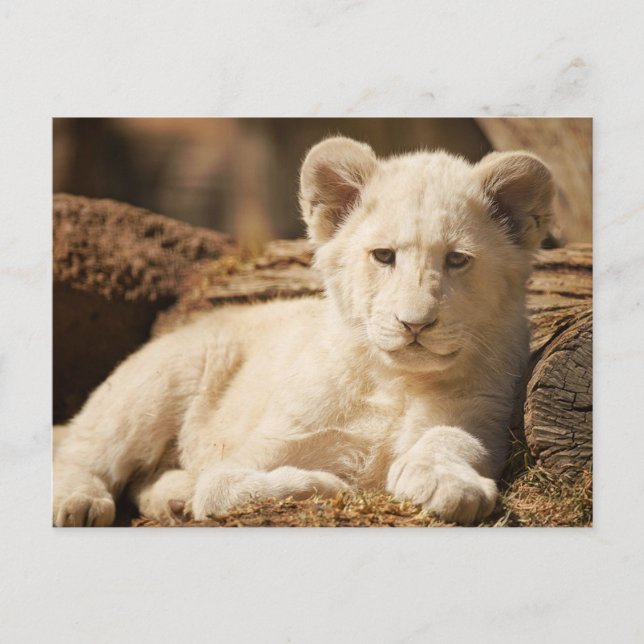 Cartão Postal Lion Cub (Frente)