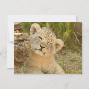 Cartão Postal Lion Cub