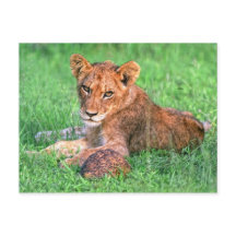 Lion cub e tartaruga